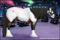 Horse Color:Brown Splash Appaloosa