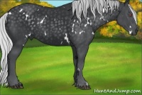 Horse Color:White Spotted Silver Black Chinchilla Rabicano