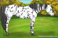 Horse Color:Smoky Black Appaloosa 