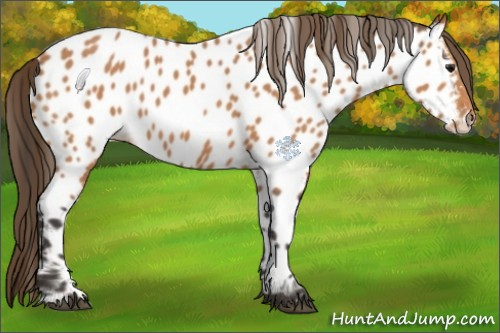 Horse Color:Buckskin Appaloosa 