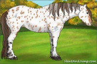 Horse Color:Buckskin Appaloosa 