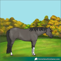 Horse Color:Grullo Tobiano
