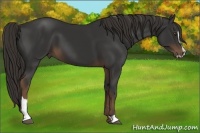 Horse Color:Liver Chestnut Sabino 