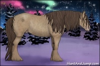 Horse Color:Classic Champagne Rabicano 