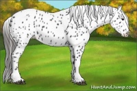 Horse Color:Smoky Black Leopard