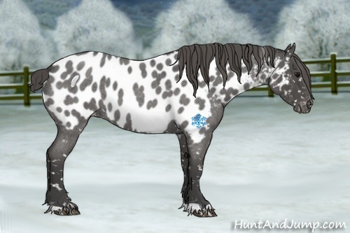 Horse Color:Smoky Blue Roan Appaloosa 