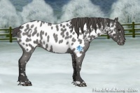 Horse Color:Smoky Blue Roan Appaloosa 