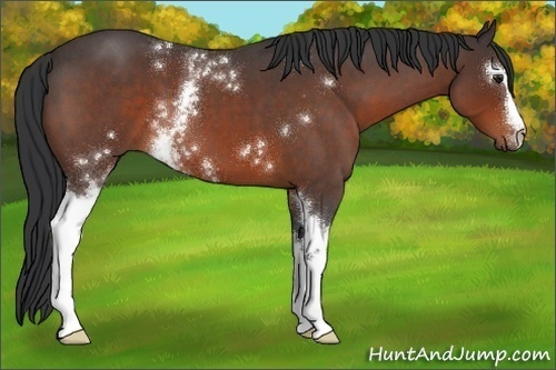 Horse Color:White Spotted Brown Roan 