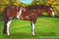 Horse Color:White Spotted Chocolate Bay 