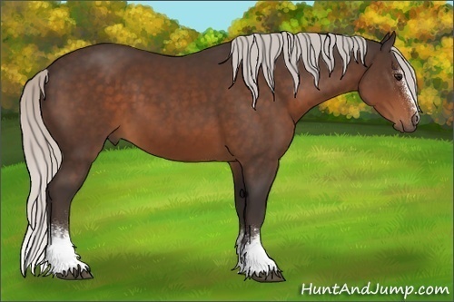 Horse Color:White Spotted Silver Brown Sabino Rabicano 