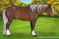 Horse Color:White Spotted Silver Brown Sabino Rabicano