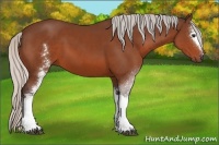 Horse Color:White Spotted Silver Bay 