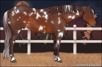Horse Color:White Spotted Chocolate Brown