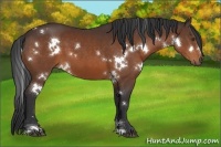 Horse Color:White Spotted Bay 