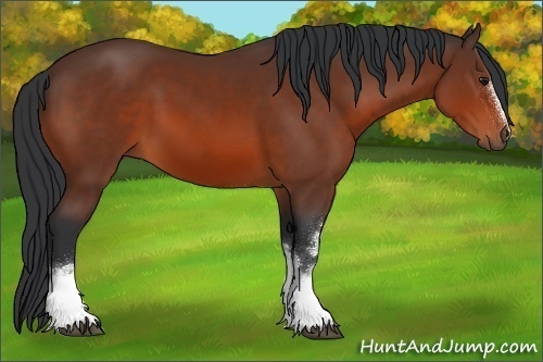 Horse Color:White Spotted Bay 