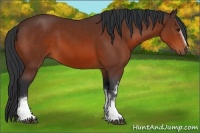Horse Color:White Spotted Bay
