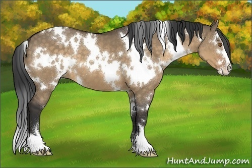 Horse Color:White Spotted Buckskin Dun Sabino 