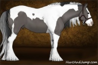 Horse Color:Black Splash Tobiano