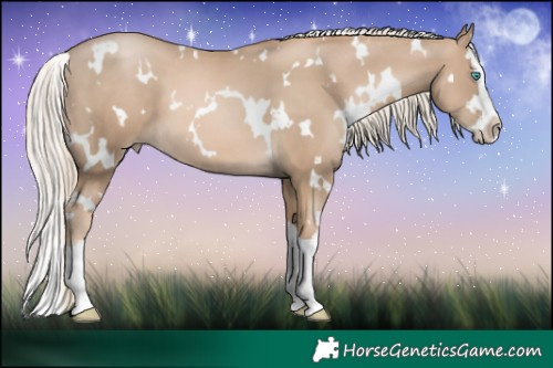 Horse Color:White Spotted Chocolate Palomino Pearl Splash 