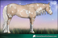 Horse Color:White Spotted Chocolate Palomino Pearl Splash