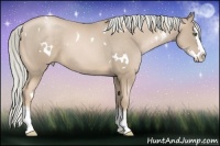Horse Color:White Spotted Chocolate Palomino Pearl Splash 