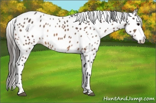 Horse Color:Buckskin Appaloosa