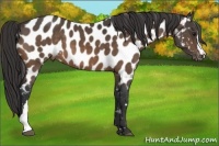 Horse Color:Buckskin Near Leopard 