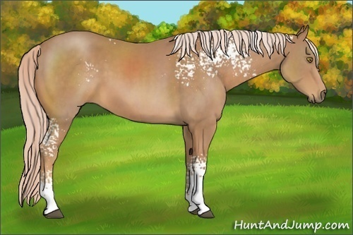 Horse Color:White Spotted Palomino 