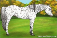 Horse Color:Grullo Appaloosa 