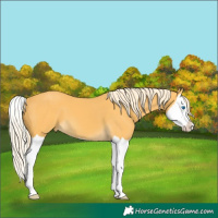 Horse Color:Palomino Splash 