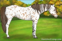 Horse Color:Buckskin Near Leopard 