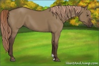 Horse Color:Liver Red Dun 