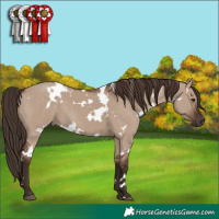 Horse Color:White Spotted Liver Red Dun 