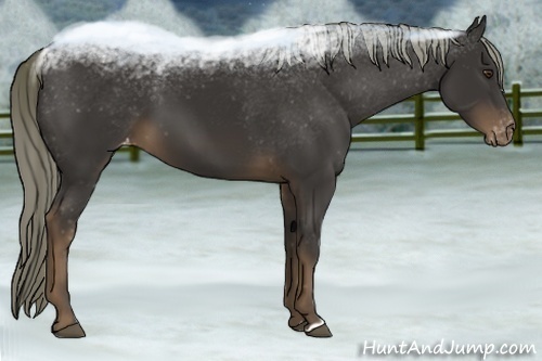 Horse Color:Liver Chestnut Appaloosa 