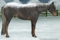 Horse Color:Liver Chestnut Appaloosa 