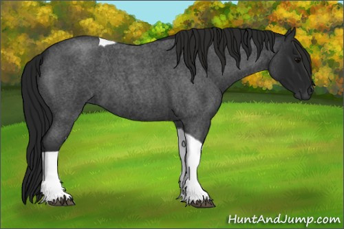 Horse Color:Gray Blue Roan Tobiano 