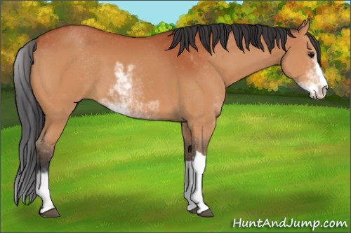 Horse Color:Bay Sabino 
