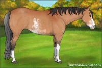 Horse Color:Bay Sabino 