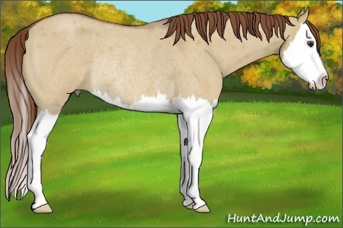 Horse Color:Red Dun Roan Splash Rabicano