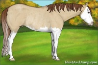 Horse Color:Red Dun Roan Splash Rabicano 