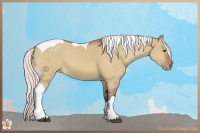 Horse Color:Silver Bay Dun Tobiano Appaloosa 