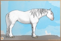 Horse Color:Silver Amber Champagne Chinchilla Dun Tobiano Rabicano