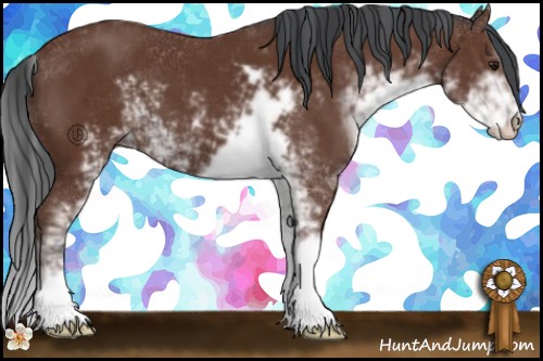 Horse Color:Bay Sabino