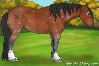 Horse Color:Bay Sabino 