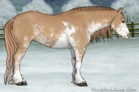 Horse Color:Chestnut Sabino 