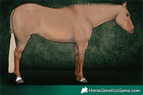 Horse Color:Red Dun 