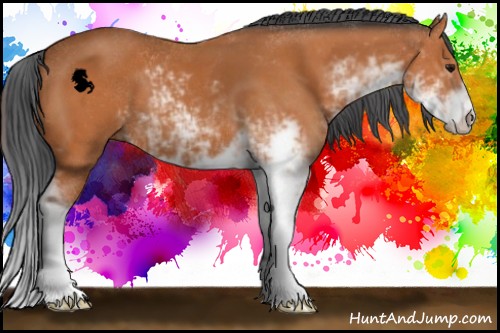 Horse Color:Bay Sabino 