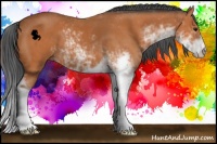 Horse Color:Bay Sabino 