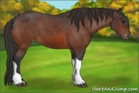 Horse Color:Bay Tobiano Appaloosa 