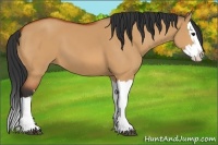 Horse Color:Bay Dun Splash